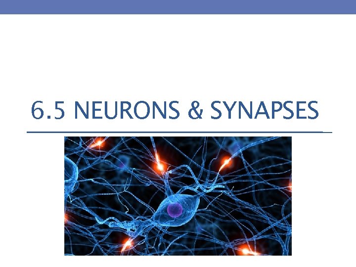 6. 5 NEURONS & SYNAPSES 