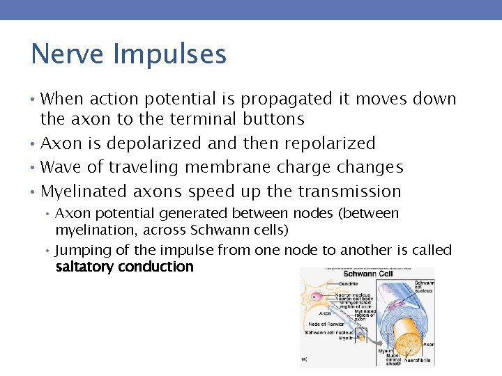 Nerve Impulses • When action potential is propagated it moves down the axon to