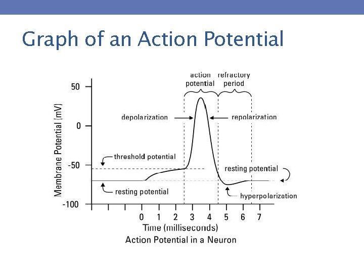 Graph of an Action Potential 