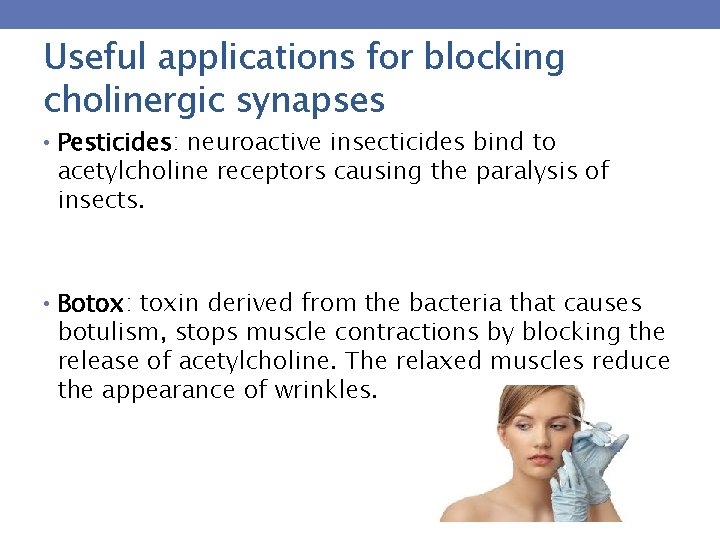 Useful applications for blocking cholinergic synapses • Pesticides: neuroactive insecticides bind to acetylcholine receptors