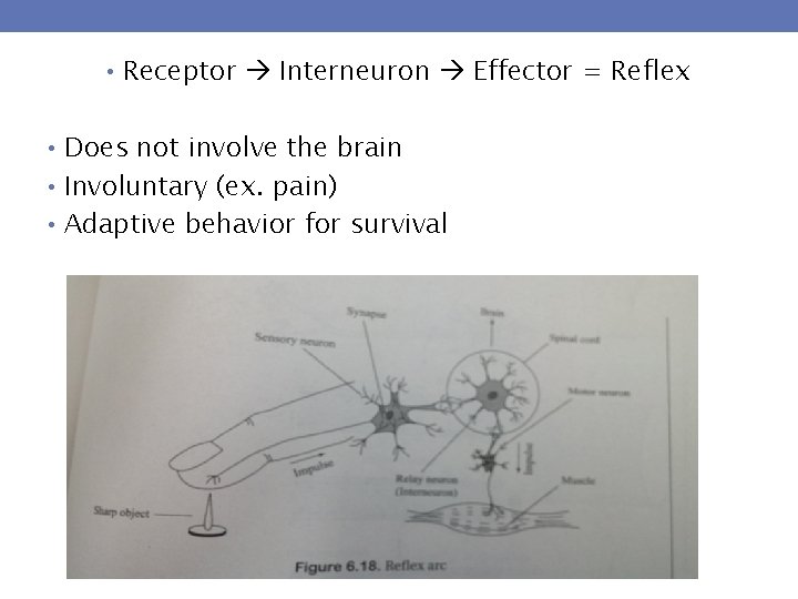  • Receptor Interneuron Effector = Reflex • Does not involve the brain •