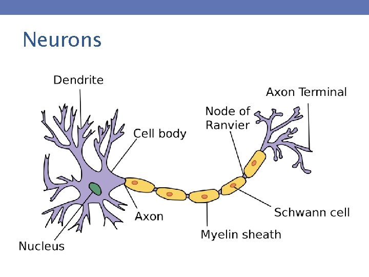 Neurons 