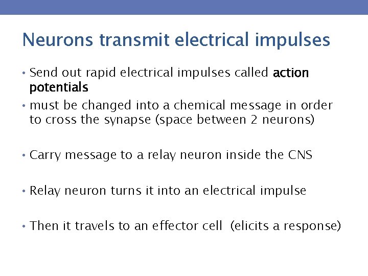 Neurons transmit electrical impulses • Send out rapid electrical impulses called action potentials •