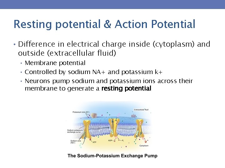 Resting potential & Action Potential • Difference in electrical charge inside (cytoplasm) and outside