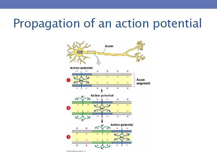 Propagation of an action potential 