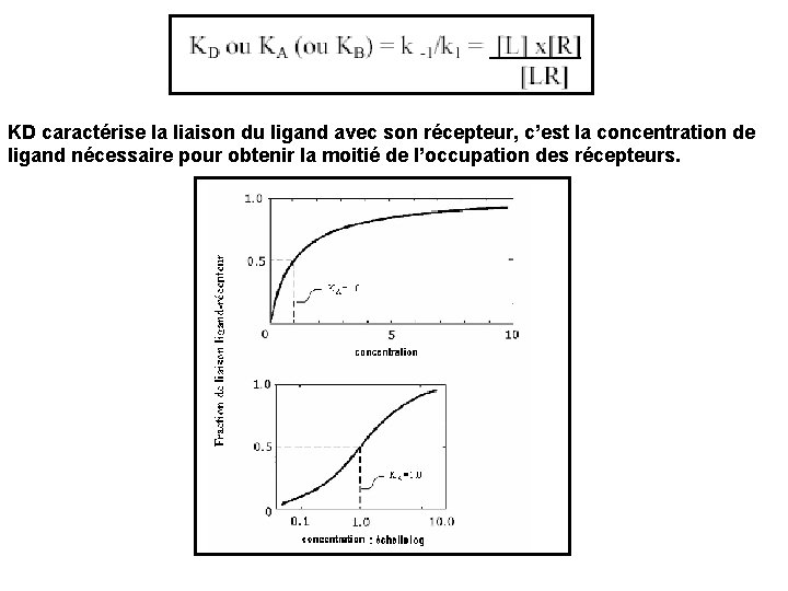 KD caractérise la liaison du ligand avec son récepteur, c’est la concentration de ligand