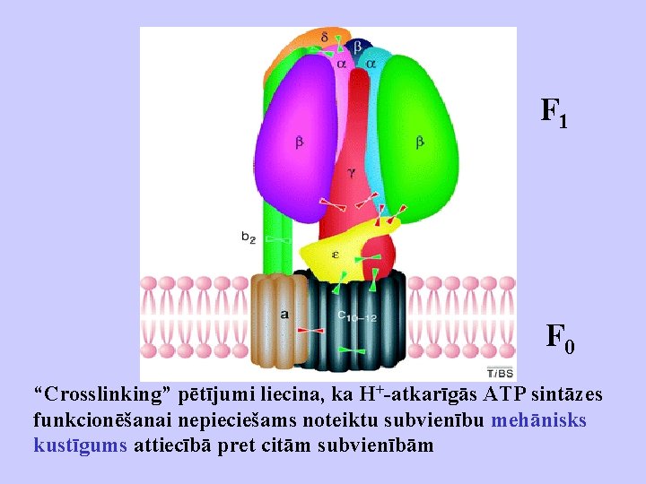 F 1 F 0 “Crosslinking” pētījumi liecina, ka H+-atkarīgās ATP sintāzes funkcionēšanai nepieciešams noteiktu