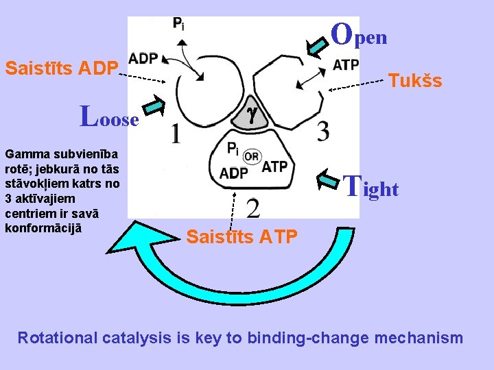 Open Saistīts ADP Loose Gamma subvienība rotē; jebkurā no tās stāvokļiem katrs no 3