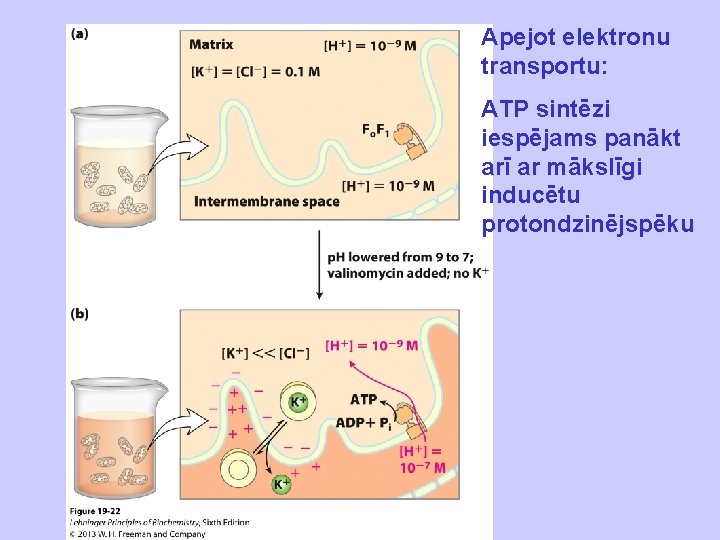 Apejot elektronu transportu: ATP sintēzi iespējams panākt arī ar mākslīgi inducētu protondzinējspēku 