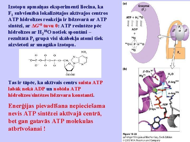 Izotopu apmaiņas eksperimenti liecina, ka F 1 subvienībā lokalizētajos aktīvajos centros ATP hidrolīzes reakcija