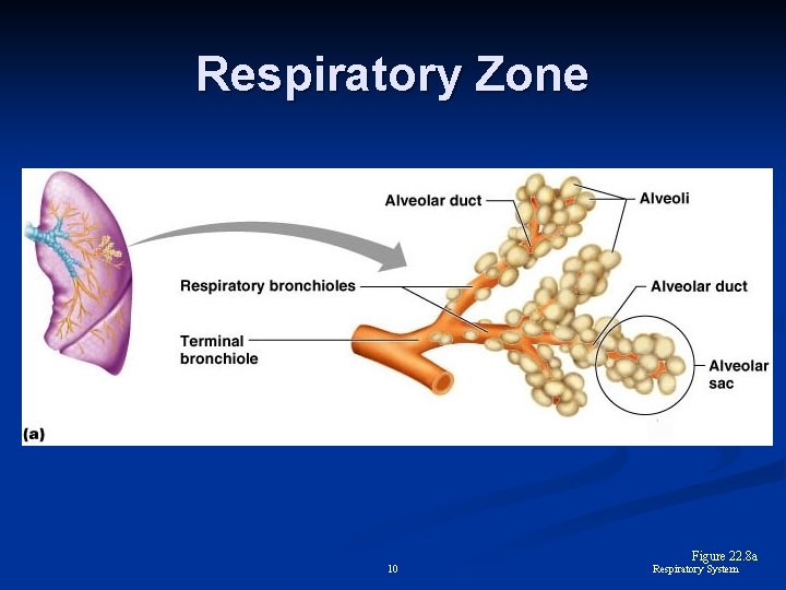 Respiratory Zone 10 Figure 22. 8 a Respiratory System 