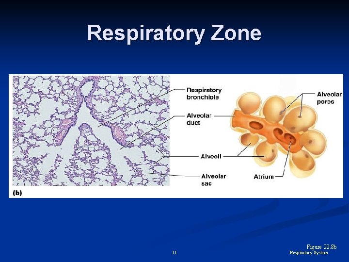 Respiratory Zone 11 Figure 22. 8 b Respiratory System 