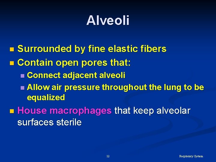 Alveoli Surrounded by fine elastic fibers n Contain open pores that: n Connect adjacent