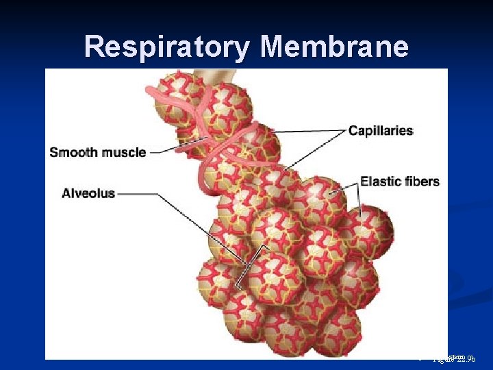 Respiratory Membrane 13 Respiratory System Figure 22. 9 b 