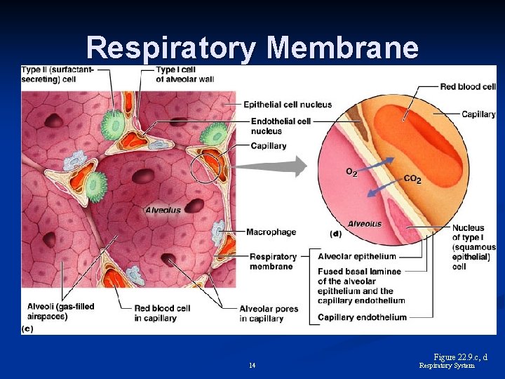 Respiratory Membrane 14 Figure 22. 9. c, d Respiratory System 