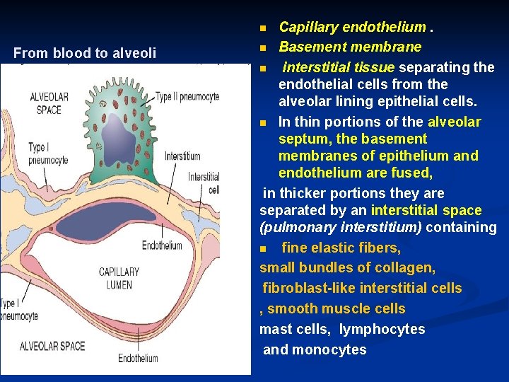 Capillary endothelium. n Basement membrane n interstitial tissue separating the endothelial cells from the