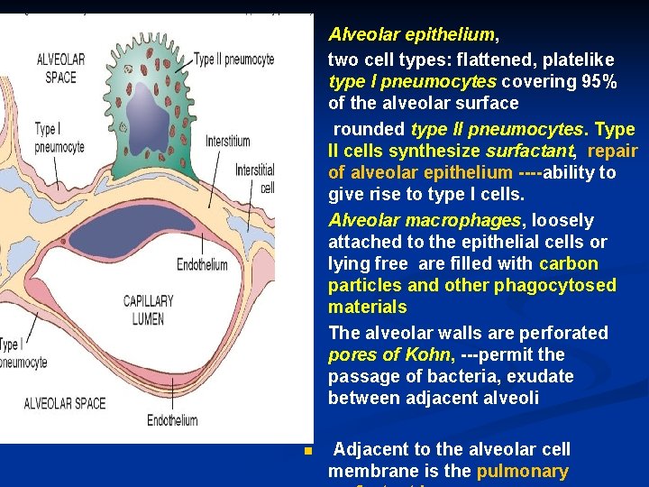 n n n Alveolar epithelium, two cell types: flattened, platelike type I pneumocytes covering