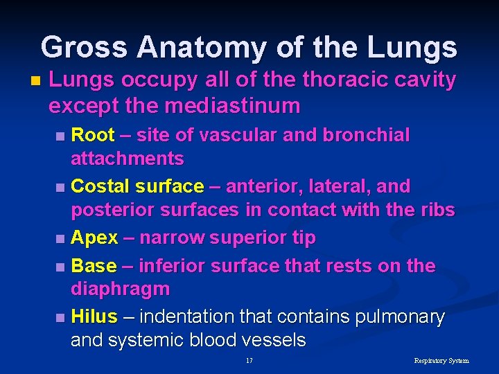 Gross Anatomy of the Lungs n Lungs occupy all of the thoracic cavity except