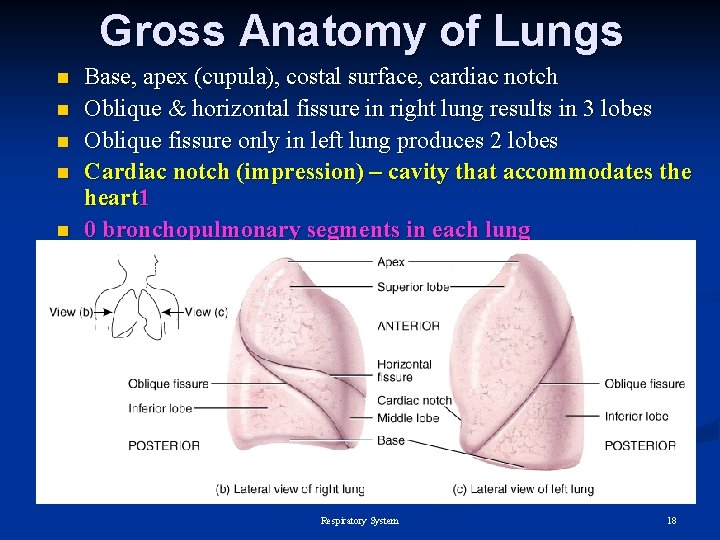 Gross Anatomy of Lungs n n n Base, apex (cupula), costal surface, cardiac notch