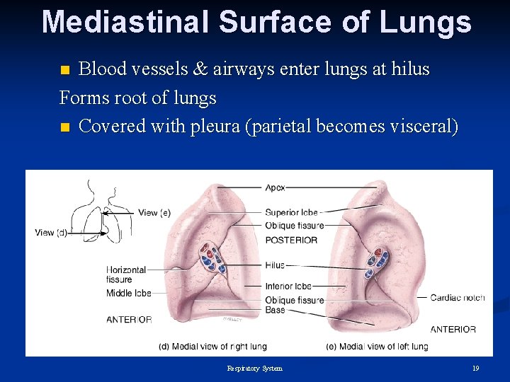 Mediastinal Surface of Lungs Blood vessels & airways enter lungs at hilus Forms root