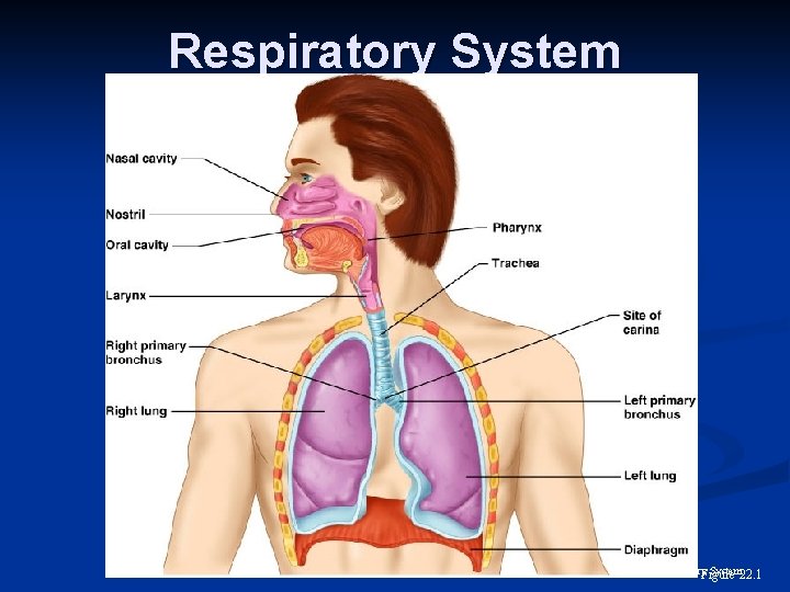 Respiratory System 22. 1 Figure 