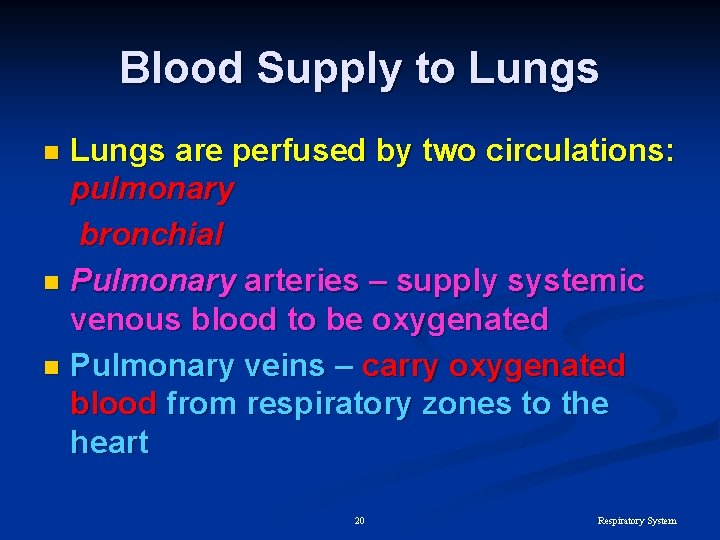 Blood Supply to Lungs are perfused by two circulations: pulmonary bronchial n Pulmonary arteries