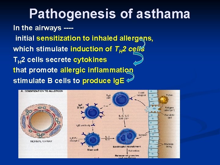 Pathogenesis of asthama In the airways ---initial sensitization to inhaled allergens, which stimulate induction