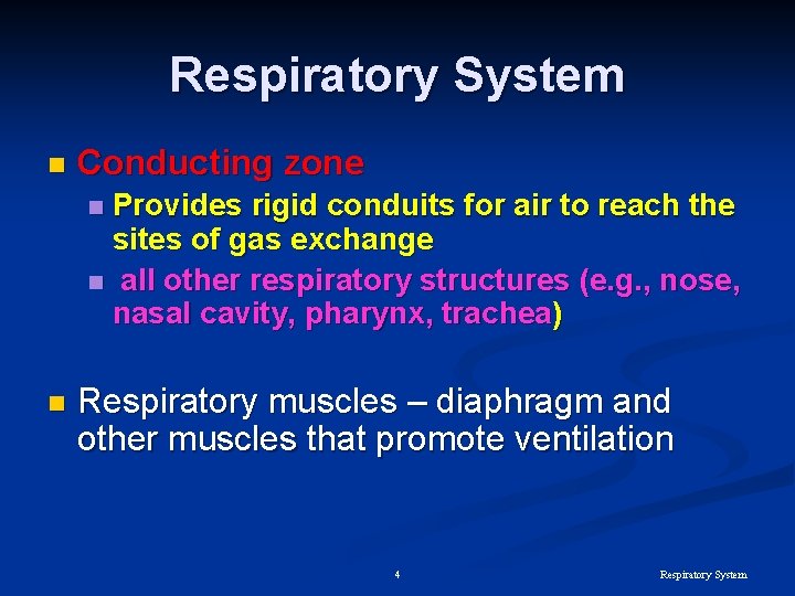 Respiratory System n Conducting zone Provides rigid conduits for air to reach the sites