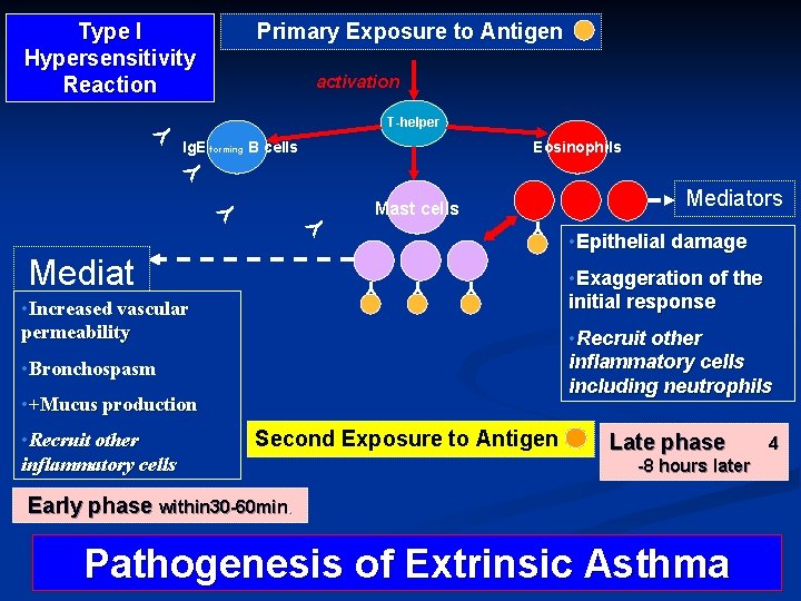 Type I Hypersensitivity Reaction Primary Exposure to Antigen activation Y T-helper Eosinophils Y Y