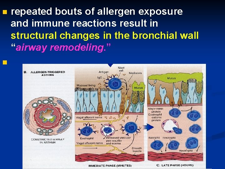 n n repeated bouts of allergen exposure and immune reactions result in structural changes