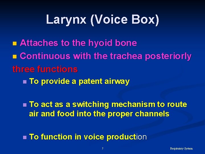 Larynx (Voice Box) Attaches to the hyoid bone n Continuous with the trachea posteriorly