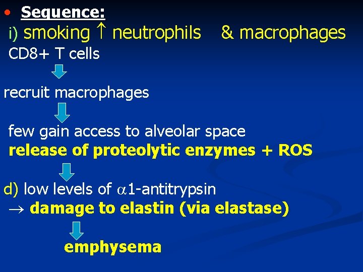  • Sequence: i) smoking neutrophils CD 8+ T cells & macrophages recruit macrophages