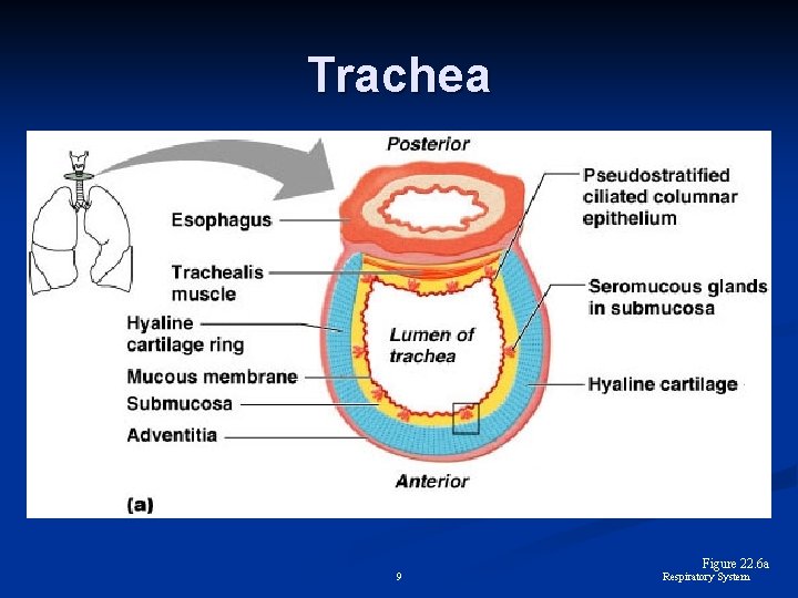 Trachea 9 Figure 22. 6 a Respiratory System 