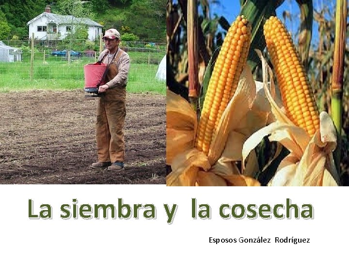 La siembra y la cosecha Esposos González Rodríguez 