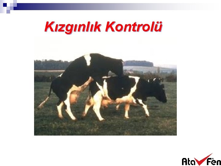 Kızgınlık Kontrolü 