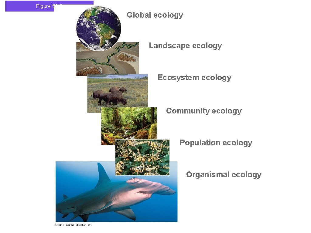 Figure 52. 2 Global ecology Landscape ecology Ecosystem ecology Community ecology Population ecology Organismal