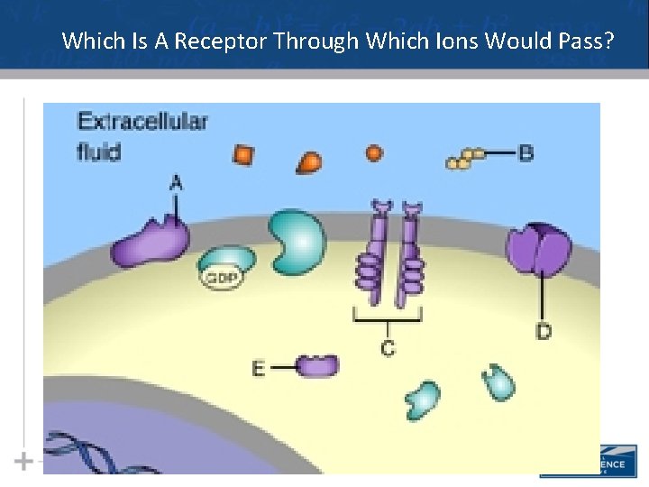 Which Is A Receptor Through Which Ions Would Pass? Which Is A Receptor Through Which Ions Would Pass?