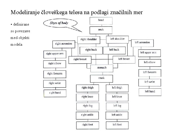 Modeliranje človeškega telesa na podlagi značilnih mer • definirane so povezave med objekti modela