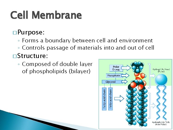 Cell Membrane Structure Diffusion and Osmosis What is