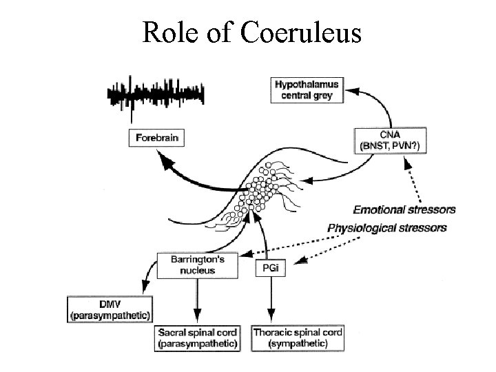 Role of Coeruleus 