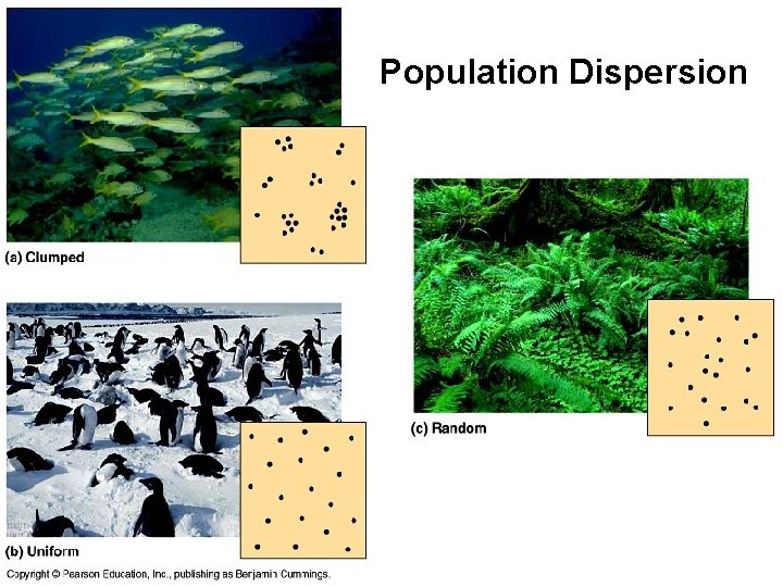 Population Dispersion 