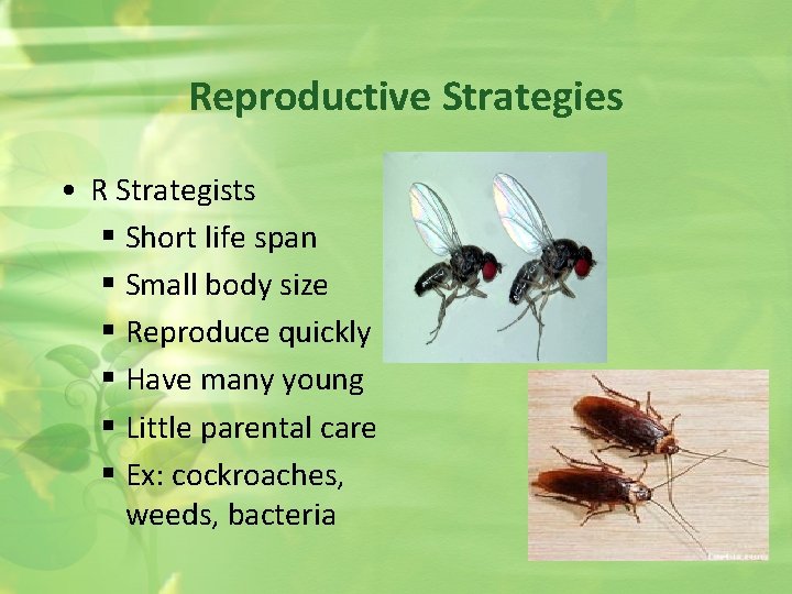 Reproductive Strategies • R Strategists § Short life span § Small body size §