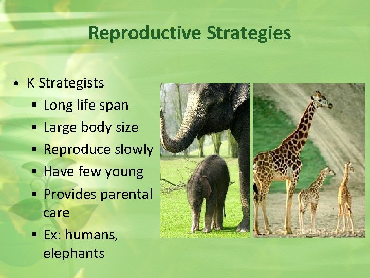 Reproductive Strategies • K Strategists § Long life span § Large body size §