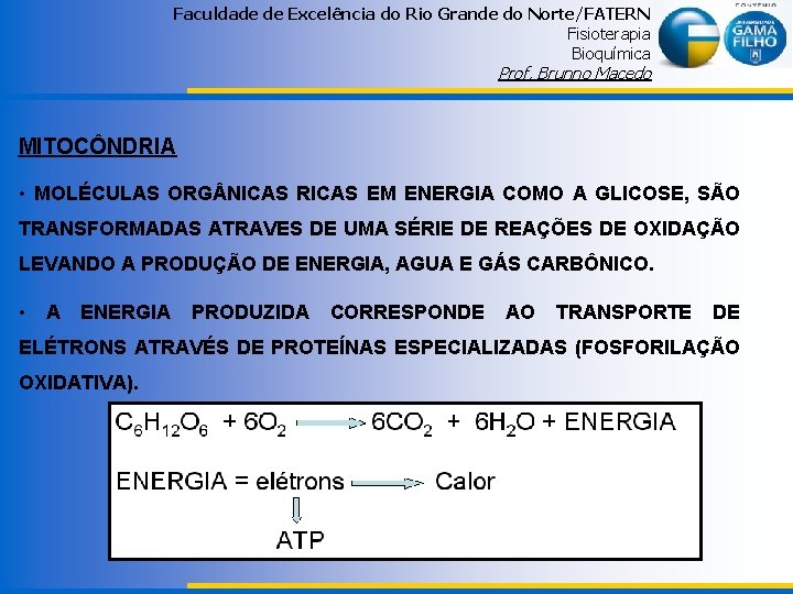 Faculdade de Excelência do Rio Grande do Norte/FATERN Fisioterapia Bioquímica Prof. Brunno Macedo MITOCÔNDRIA