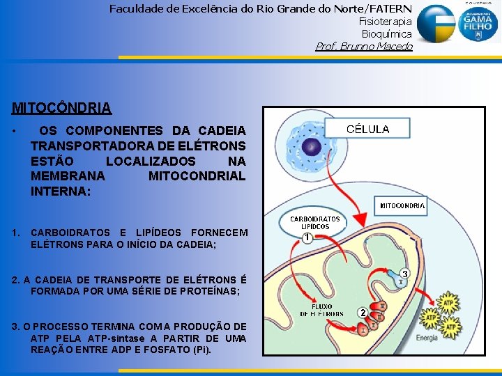 Faculdade de Excelência do Rio Grande do Norte/FATERN Fisioterapia Bioquímica Prof. Brunno Macedo MITOCÔNDRIA