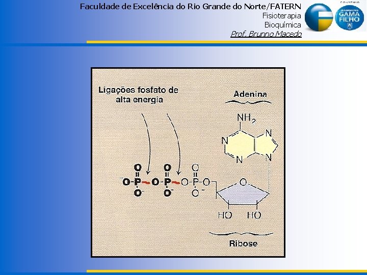 Faculdade de Excelência do Rio Grande do Norte/FATERN Fisioterapia Bioquímica Prof. Brunno Macedo 