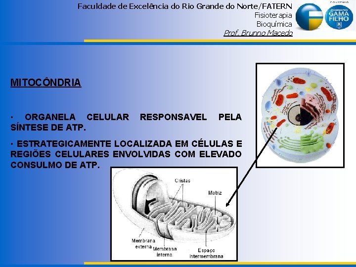 Faculdade de Excelência do Rio Grande do Norte/FATERN Fisioterapia Bioquímica Prof. Brunno Macedo MITOCÔNDRIA