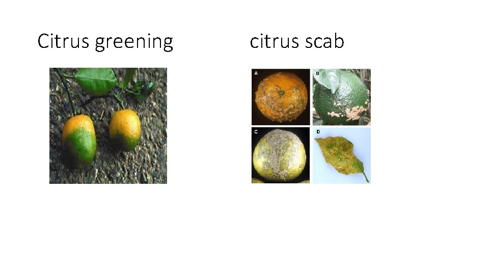 Citrus greening citrus scab 