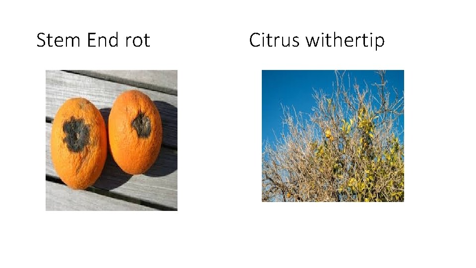 Stem End rot Citrus withertip 