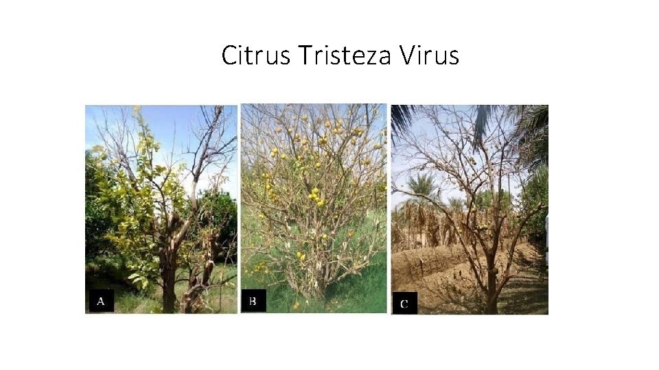 Citrus Tristeza Virus 
